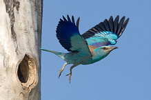 Roller - Coracius garullus