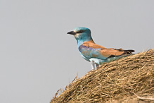 Roller - Coracius garullus