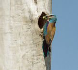 Roller - Coracius garullus