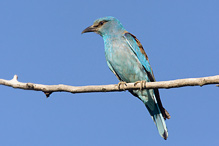 Roller - Coracius garullus