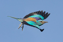 Roller - Coracius garullus