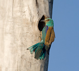 Roller - Coracius garullus