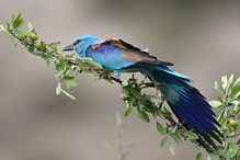 Roller - Coracius garullus