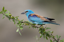 Roller - Coracius garullus