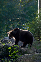 Brown Bear - Ursus arctos