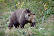 Medvěd hnědý - Ursus arctos