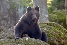 Brown Bear - Ursus arctos