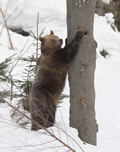 Brown Bear - Ursus arctos