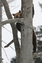 Medvěd hnědý - Ursus arctos