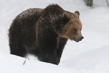 Brown Bear - Ursus arctos