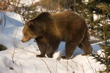 Brown Bear - Ursus arctos