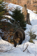 Medvěd hnědý - Ursus arctos