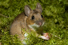 Myšice lesní - Apodemus flavicollis