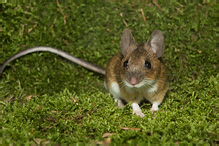 Yellow-necked Field Mouse - Apodemus flavicollis