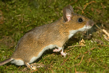 Yellow-necked Field Mouse - Apodemus flavicollis