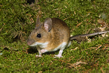 Yellow-necked Field Mouse - Apodemus flavicollis