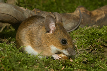 Yellow-necked Field Mouse - Apodemus flavicollis