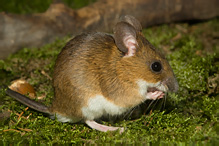 Myšice lesní - Apodemus flavicollis
