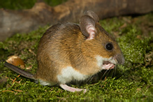 Yellow-necked Field Mouse - Apodemus flavicollis