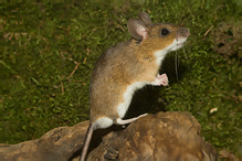 Myšice lesní - Apodemus flavicollis