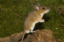 Yellow-necked Field Mouse - Apodemus flavicollis