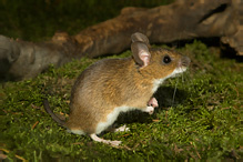 Yellow-necked Field Mouse - Apodemus flavicollis