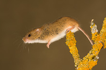 Harvest Mouse - Micromys minutus