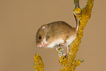 Harvest Mouse - Micromys minutus