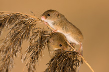 Harvest Mouse - Micromys minutus