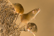 Harvest Mouse - Micromys minutus