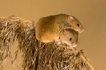 Harvest Mouse - Micromys minutus