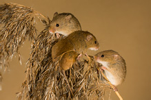 Harvest Mouse - Micromys minutus