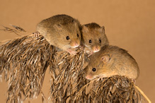 Harvest Mouse - Micromys minutus