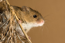 Harvest Mouse - Micromys minutus