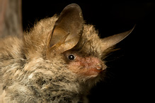 Netopýr řasnatý - Myotis nattereri