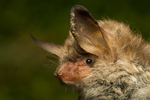 Natter's Bat - Myotis nattereri