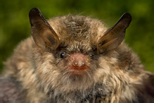 Natter's Bat - Myotis nattereri