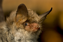 Natter's Bat - Myotis nattereri