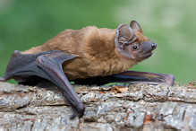 Noctule - Nyctalus noctula