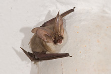 Long-eared Bat - Plecotus auritus