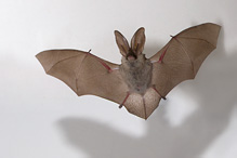 Long-eared Bat - Plecotus auritus