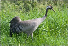 Cranes and allies, Galliformes, Pigeons