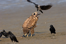 White-tailed Eagle - Haliaeetus albicilla