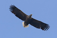 White-tailed Eagle - Haliaeetus albicilla