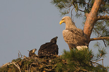 Orel mořský - Haliaeetus albicilla