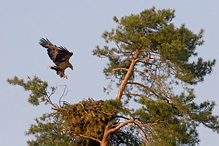 White-tailed Eagle - Haliaeetus albicilla