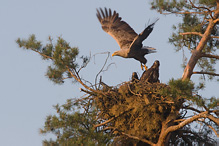 White-tailed Eagle - Haliaeetus albicilla