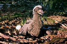 White-tailed Eagle - Haliaeetus albicilla