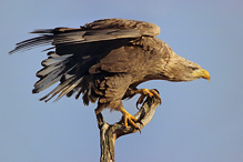 White-tailed Eagle - Haliaeetus albicilla