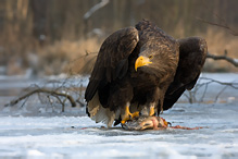 Orel mořský - Haliaeetus albicilla